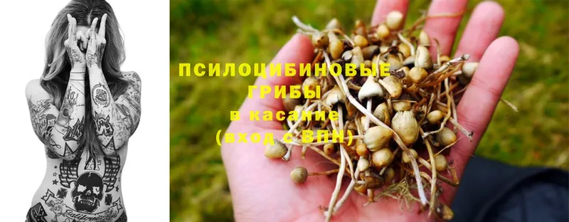 Галлюциногенные грибы MAGIC MUSHROOMS  цена наркотик  Зима 